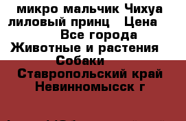 микро мальчик Чихуа лиловый принц › Цена ­ 90 - Все города Животные и растения » Собаки   . Ставропольский край,Невинномысск г.